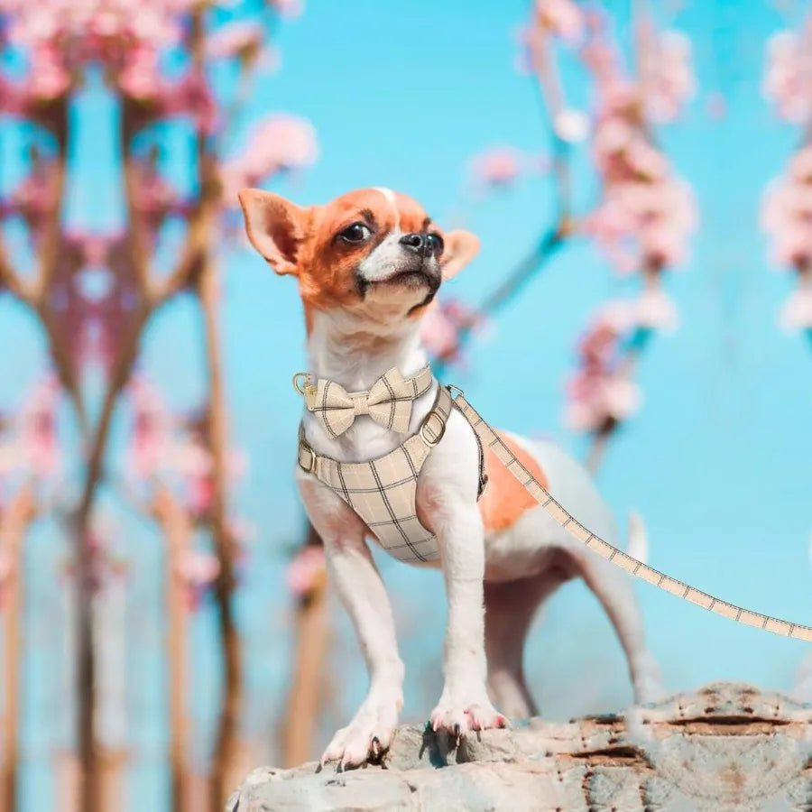 Hign-concerned Cute Dog Harness Leash Set Bowtie Accessory